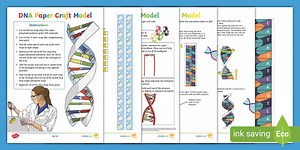 DNA Models Activity