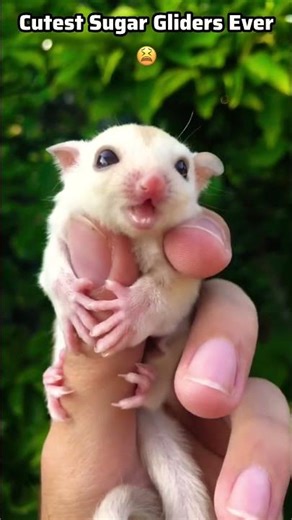 Cutest Talking Sugar Glider Ever 🥺 #sugarglider #sugarglidersoftiktok #shorts