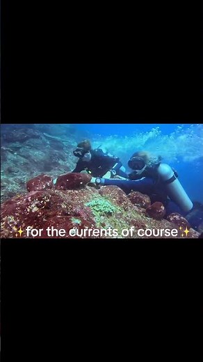 Shotgun Dive Site – Komodo’s Wildest Ride 🌊🤿