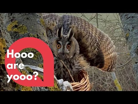 Owl turns aggressive after spotting a human | SWNS