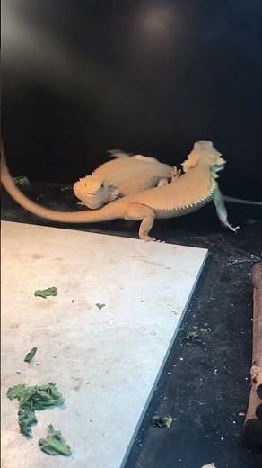 How Bearded Dragons Assert Dominance 💪