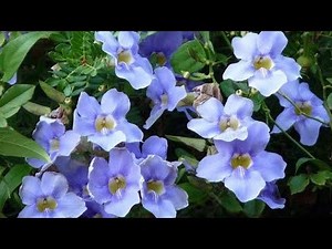 Como fazer mudas de TUMBERGIA AZUL - SIMPLES e FÁCIL