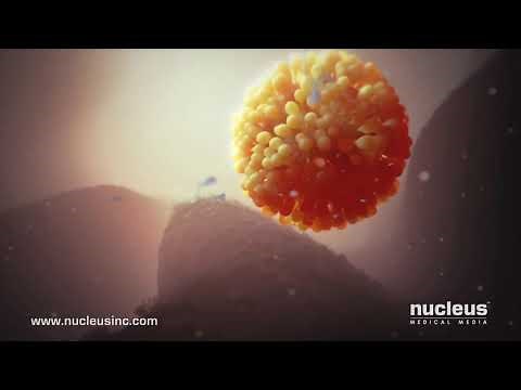 The human fertilization