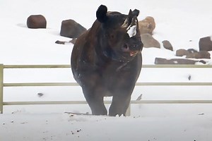 Playful Rhino Delights in Plowing Through Piles of Snow at Iowa Zoo