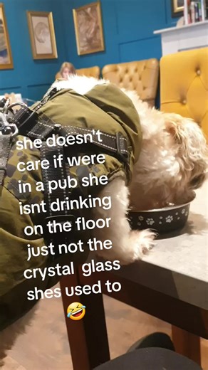 Understanding Shih Tzus and Lhasa Apsos: A Dog Lover's Guide