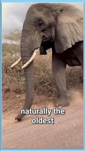 Why Female Elephants Lead the Herd – The Power of Wisdom | #animalshorts #wildlife