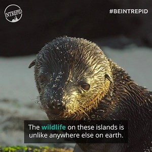 5.1K reactions · 1.6K shares | You can snorkel with these incredible wild animals in the Galapagos Islands. Are you up for it? | Intrepid Travel | Facebook