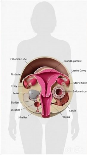 ​Understanding Female Anatomy: Parts and Functions Explained