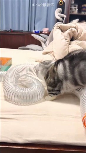 Naughty Squirrel Got a Tricky Game