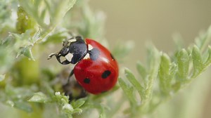 Lady bug on a plant - Free Stock Video