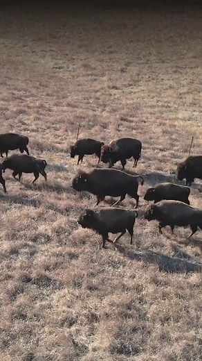 Once numbering 60 million on the North American plains, the American bison were nearly driven to extinction. Since 2020, over 2,300 bison have been returned to Tribal lands across 10 states through Indigenous-led efforts involving 86 Tribal Nations. This is not just species recovery - it’s cultural restoration, land healing and reconnection. Read More: bit.ly/47l3MLU #BisonRestoration #TribalLands #Conservation | Conservation Frontlines