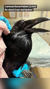 2.7K views · 120 reactions | Many birds molt a few flight feathers at...