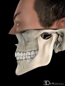 TMJ, Normal Function
