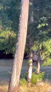 Early morning elk run Video from Sam Behnke #rmef #elk | Rocky Mountain Elk Foundation