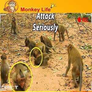 5.1K views · 157 reactions | Unbelievable, Because of Food Big Monkey Attack Seriously Small Monkey. | Monkey Life TV | Facebook