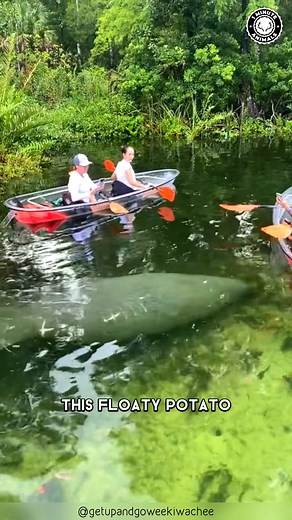 Amazonian Manatee 🐋 The GENTLE River Giant! This peaceful swimmer glides through the Amazon feeding on plants all day. It’s shy, calm, and can hold its breath for more than 10 minutes underwater. You won’t believe how soft and slow this huge animal really is! #wildlife #nature #animalfacts #animalvideos | 1 Minute Animals