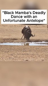 14K views · 62 reactions | Black Mamba's Deadly Dance with an Unfortunate Antelope | Interesting Animal | Facebook