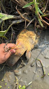 19K views · 30 reactions | Awesome Big Fish Catching | Fishing & Village Tradition | Facebook