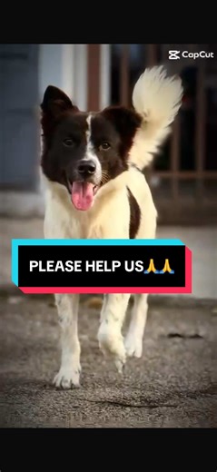 Help Us Advocate for Our Detained Injured Puppy