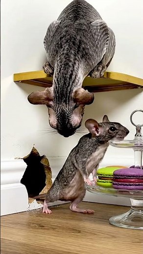 The Devon Rexs Treat