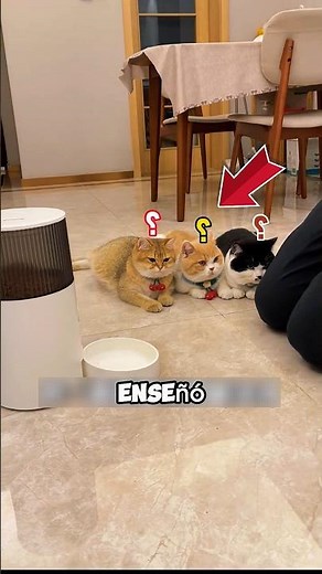 Smart cat learns to feed itself 😲 #shortvideo