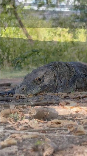 Komodo Dragon: Indonesia’s Living Dinosaur | Labuan Bajo