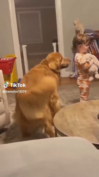 Hilarious Dog Dancing Compilation Videos