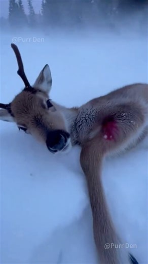 🦌💔 The Night the Bells Rang, the Reindeer Returned 🎄✨ #shorts #animals #merrychristmas #hailuoai