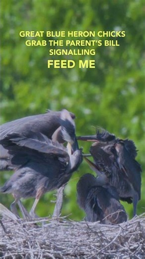 🐣🐟 "Feed me!"—Great Blue Heron style. #birds #wildlifephotography #heron #chicks