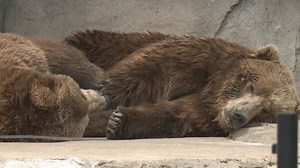 Your Town Marshfield: Kodiak bears draw international fame