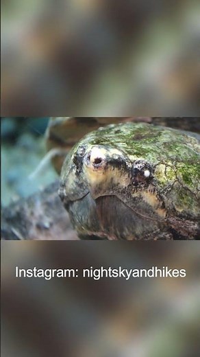 Snapping Turtle on the Move: The Incredible Journey You Won't Believe!