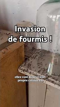 Ant Invasion in My House! Swarming! #ants #insects #nature #animals #rock_n_insects