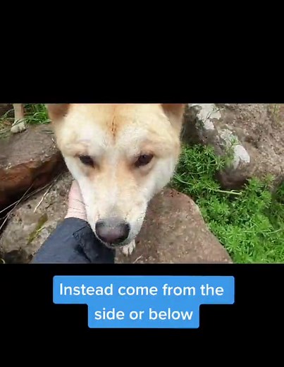 Can Dingoes Be Pets? How to Pat a Dingo Safely