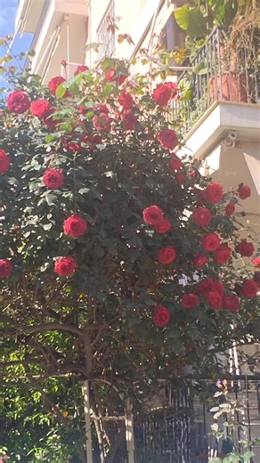 Η απίστευτη τριανταφυλλιά και το κορίτσι!🌹🐶 #athens #dog #dogwalking #σκύλοσ #roses #λουλούδια
