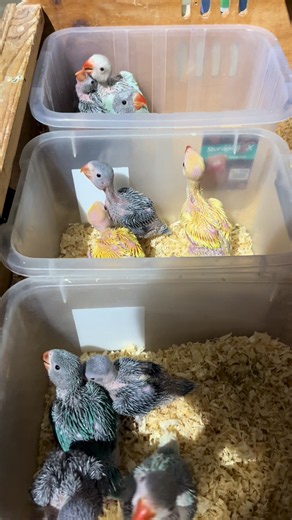 Indian Ringneck Parakeet Care Tips and Facts