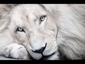 Top 10 Amazing and Rare Albino Animals