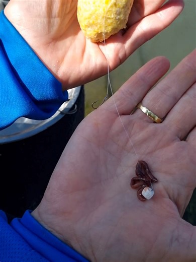 Baiting Techniques for Vaaldam Fishing by Juliet Welman