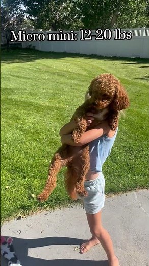What size is that goldendoodle???