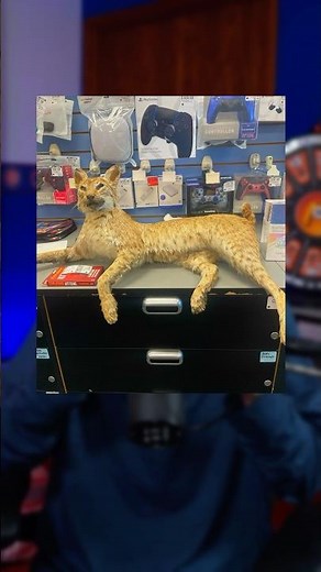 GameStop’s Wildest Trade-Ins 👀