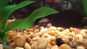 Musk Turtle Care Guide (Covers 8 Species) - All Turtles