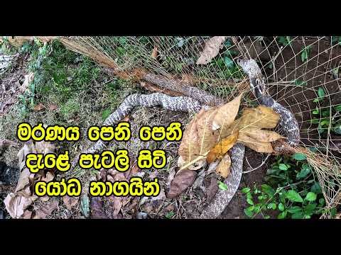 Giant cobras that appeared to be dead after being entangled in a net