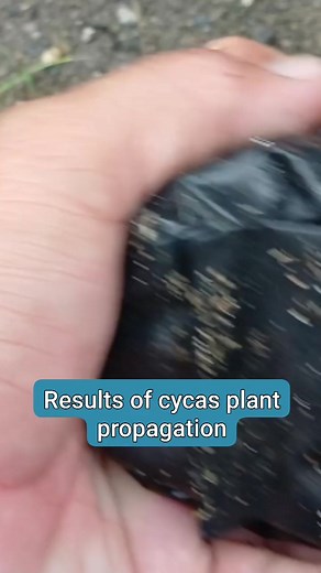 Results of cycas plant propagation. easy and successful #cycas #planting #garden #reel #viral | Ichsan Agro Family | Facebook