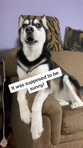 1.7K views · 169 reactions | Canadian weather has this husky angry! #canadianproblems #huskies #funnydogs | Maya Husky | Facebook