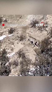 A sharp-eyed lynx was spotted in Delingha on the Qinghai-Xizang Plateau, stalking prey across the snowy grasslands. These solitary cats thrive in cold regions and are among the medium-sized wild cats, ranking behind species like cougars and cheetahs in size. #ChinainSeconds #ChorusofLife For more: https://english.cctv.com/ | CCTV