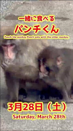 パンチくん【2026年3月28日撮影】一緒に食べるパンチくん #がんばれパンチ #punch #HangInTherePunch #市川市動植物園【Punch the monkey】N04