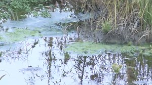 Escondido declares emergency for creek contamination they say caused by homeless encampements