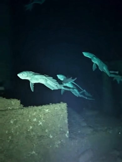 Unknown mysterious creature found in deep Sea 😱👽 #alien #mermaid #caughtoncamera #sora