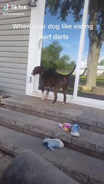 Nerf Dog Challenges: Fun with String and Bad Dog Moments