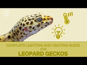 What’s The Proper Lighting Setup For A Leopard Gecko?