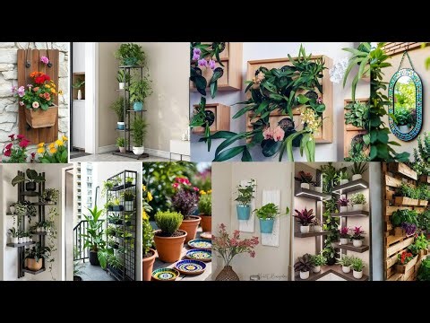 THE AIR PLANT REVELATION: 6 Designer Secrets for a Stunning Living Wall